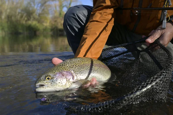 Captura Una Trucha Arco Iris Por Pescador Mosca Otoño — Foto de Stock