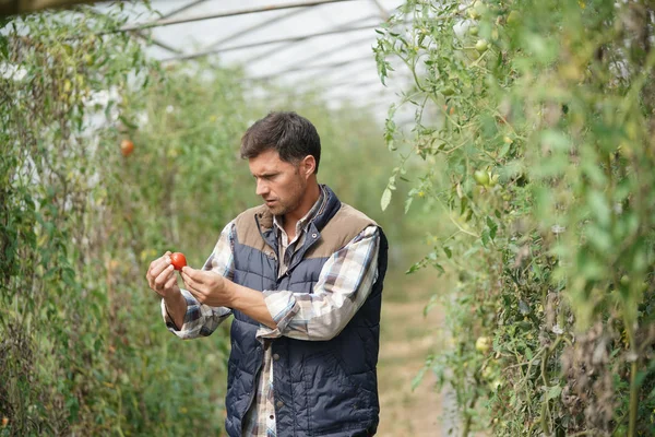 Ingeniero Agrícola Verificando Tomates Invernadero —  Fotos de Stock