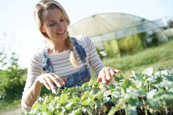 Mulher Agricultor Verificando Mudas Fora Estufa — Fotografia de Stock