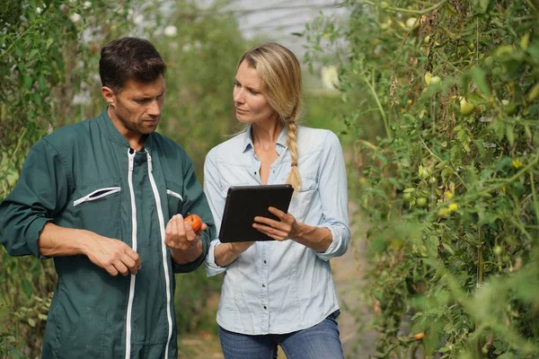 디지털 태블릿을 사용하여 온실에서 농학자와 일하는 — 스톡 사진