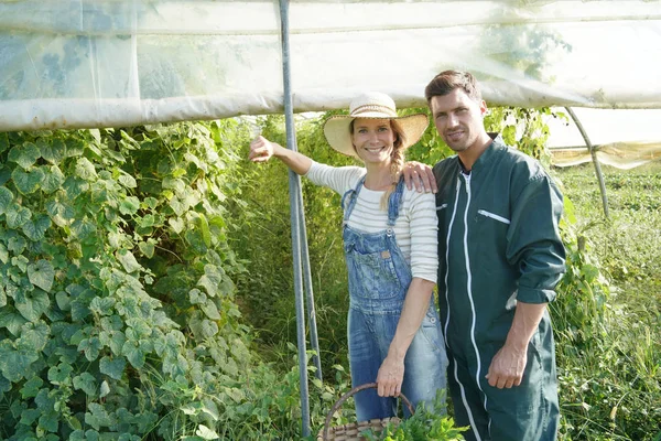 Couple Farmers Standing Greenhouse — Stock Photo, Image