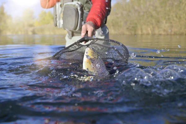 Nemen Van Een Grote Bruine Forel Vlieg — Stockfoto