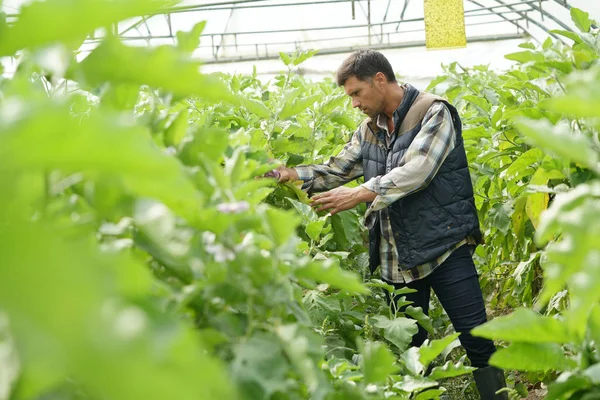 Jordbrukare Växthus Kontroll Växter Och Plantor — Stockfoto