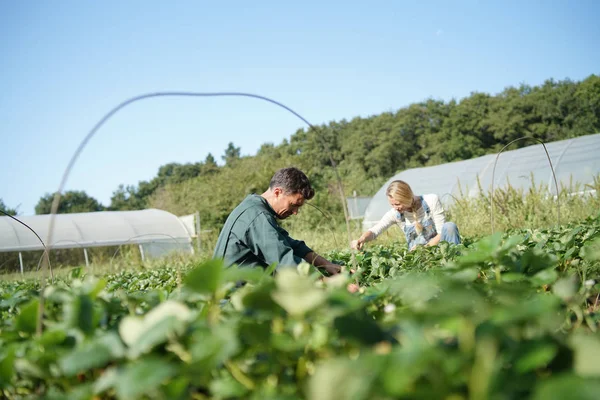 有機畑でイチゴを摘む農家のカップル — ストック写真