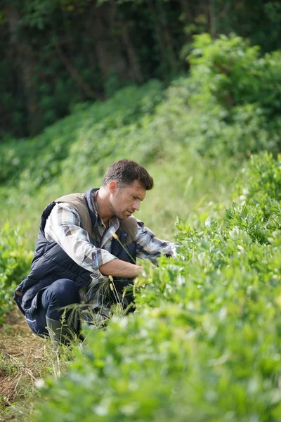 Farmář Pracující Zemědělském Ekologickém Poli — Stock fotografie