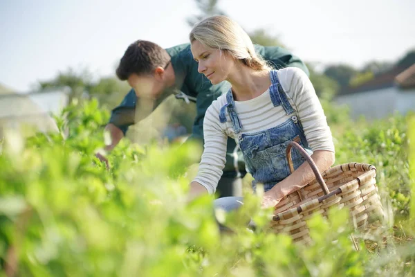 有機畑で野菜を摘む農家のカップル — ストック写真