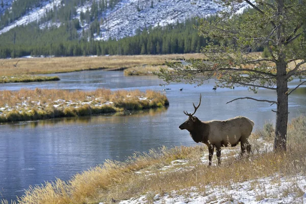 Ciervo Yellowstone Park Otoño — Foto de Stock