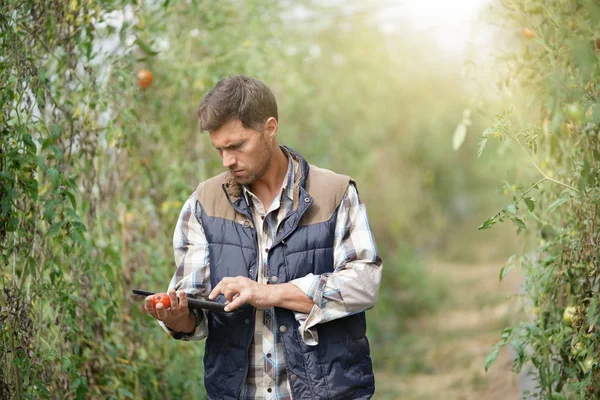 緑の家のトマトをチェックする農業技術者 — ストック写真