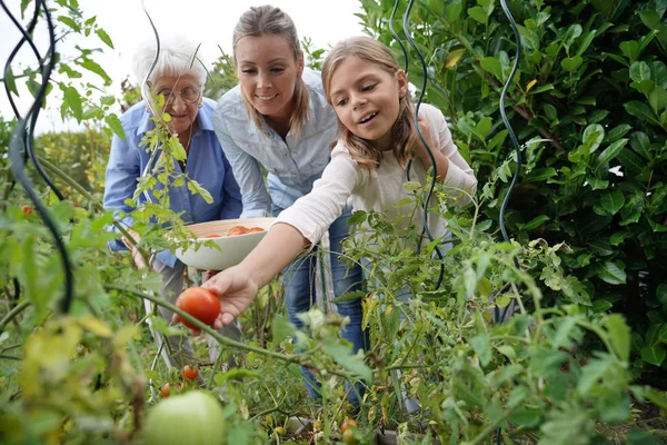 Récolte Tomates Famille Générations Dans Potager — Photo