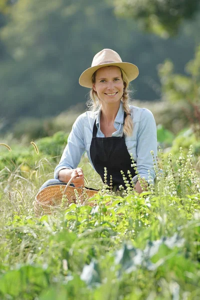 Zemědělská Žena Pracující Zemědělském Ekologickém Poli — Stock fotografie
