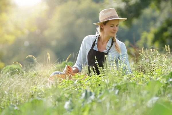 Agricultrice Travaillant Dans Domaine Agricole Biologique — Photo