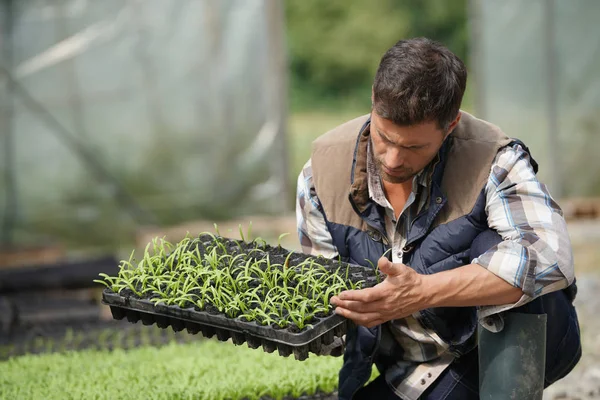 Agricultor Controlo Estufa Plantas Plântulas — Fotografia de Stock