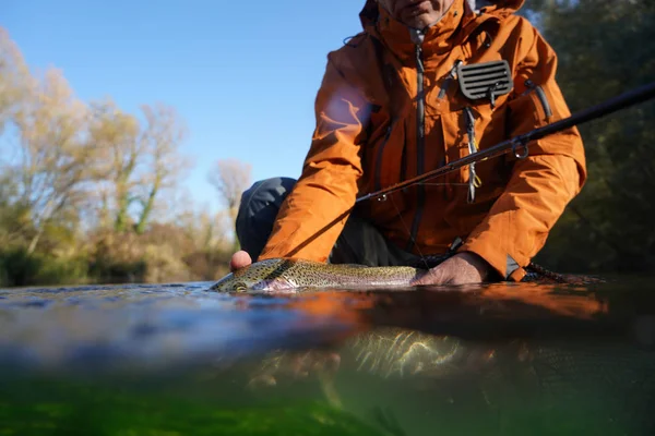 Captura Una Trucha Arco Iris Por Pescador Mosca Otoño — Foto de Stock