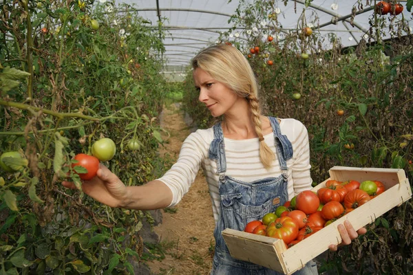 Mujer Agricultora Invernadero Recogiendo Tomates Orgánicos —  Fotos de Stock