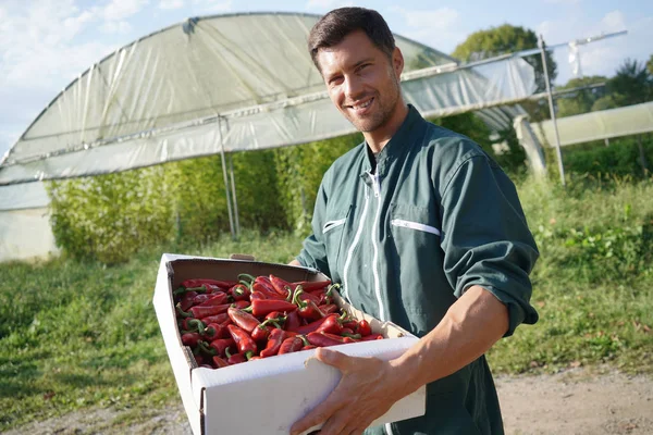 Mezőgazdasági Területen Gazdálkodó Piros Paprikás Ládával — Stock Fotó