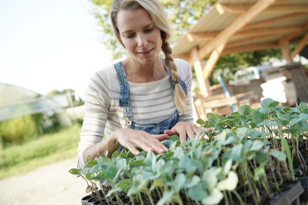 Mujer Agricultora Revisando Plántulas Fuera Del Invernadero —  Fotos de Stock