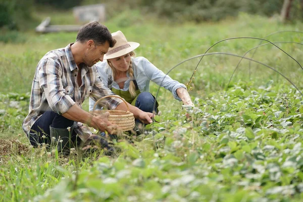 Casal Agricultores Que Trabalham Campo Morangos Orgânicos — Fotografia de Stock