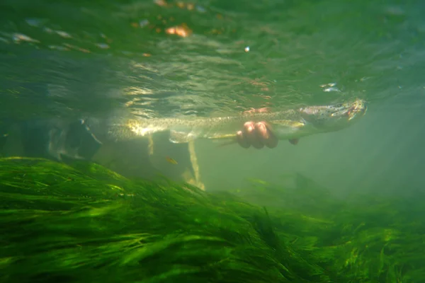 Onderwaterfoto Van Regenboogforel — Stockfoto