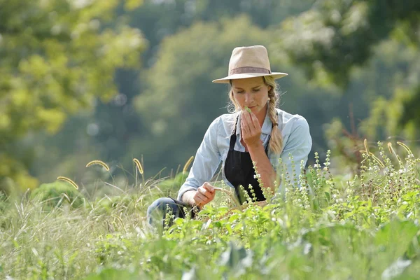 Mulher Agricultora Que Trabalha Campo Agricultura Biológica — Fotografia de Stock