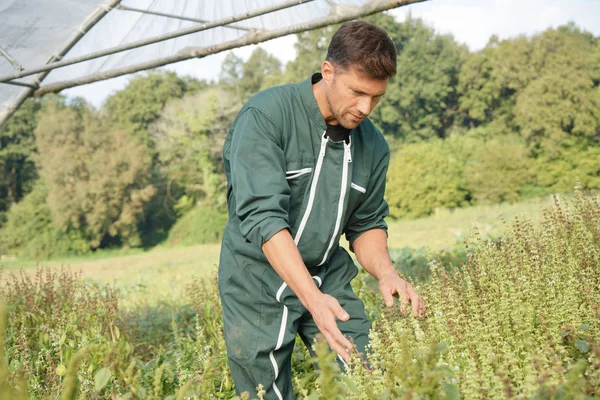 Farmer Greenhouse Working — Stock Photo, Image