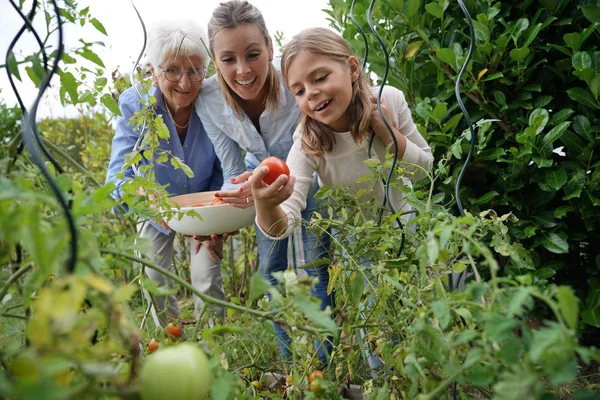 三代家庭在蔬菜园采摘西红柿 — 图库照片