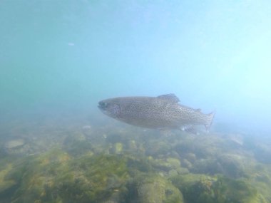 nehirde gökkuşağı alabalığı