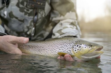 Sinekli güzel bir alabalık yakaladım.