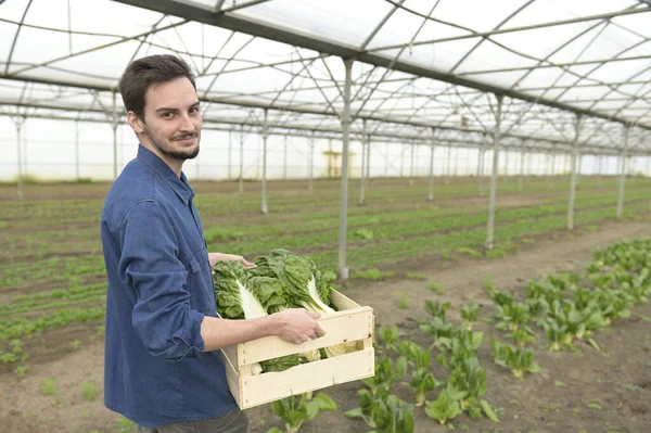 Lehrling Gewächshaus Pflückt Gemüse — Stockfoto