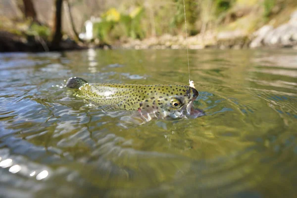 Catch Rainbow Trout Fly — Stock Photo, Image