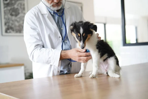 Veterinária Cão Examinando Cachorro — Fotografia de Stock