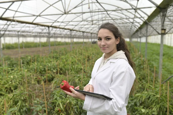 温室控制蔬菜方面的年轻农学家 — 图库照片