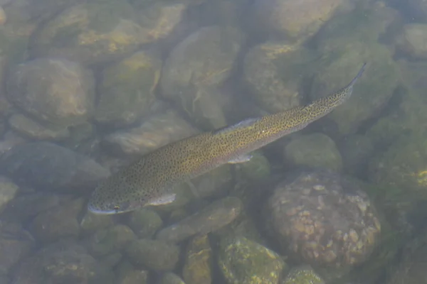 Trota Iridea Nel Fiume — Foto Stock