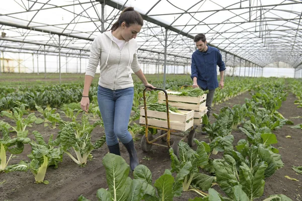 Apprendista Nelle Verdure Raccolta Serra — Foto Stock