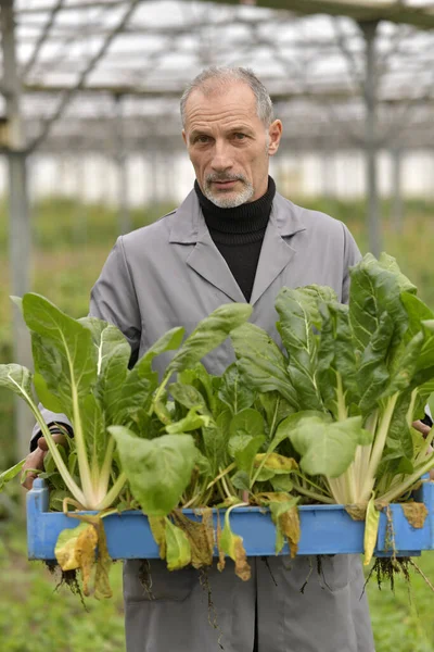 Agronomist Greenhouse Holding Box Organic Plants — Stock Photo, Image