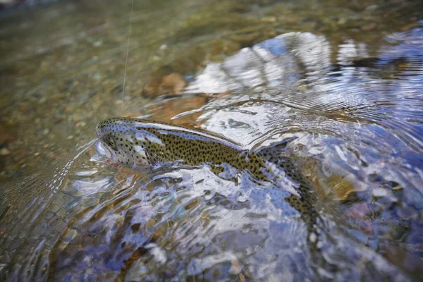 Catch Rainbow Trout Fly — Stock Photo, Image
