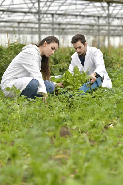 Aprendiz Plantas Control Invernadero —  Fotos de Stock