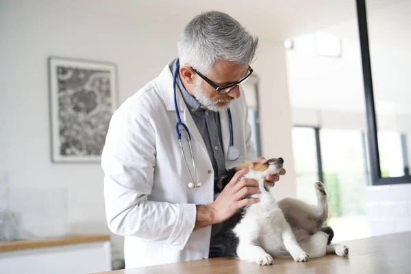 Veterinario Cane Cucciolo Esame — Foto Stock