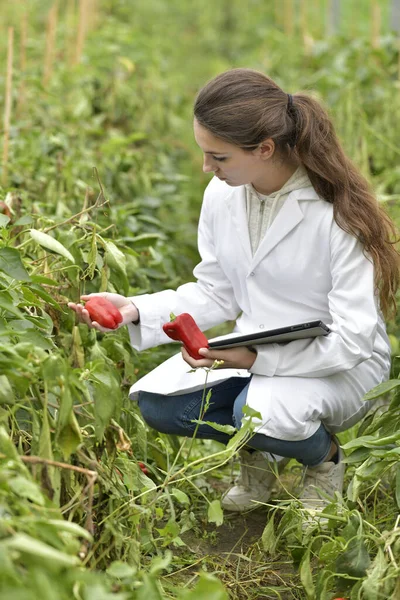 Giovane Agronomo Serra Che Controlla Verdure — Foto Stock