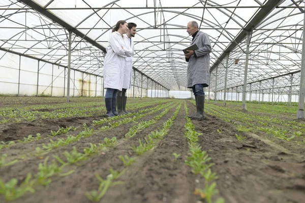 Apprentice Greenhouse Learning Organic Agriculture — Stock Photo, Image