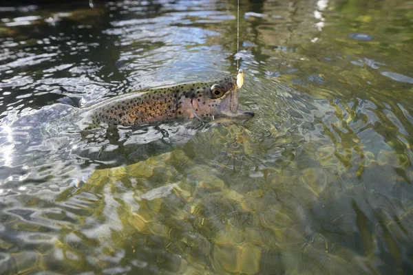 catch of a rainbow trout with a fly