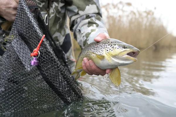 Vangst Van Een Mooie Bruine Forel Met Vlieg — Stockfoto