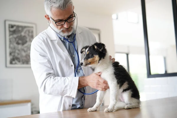 Veterinária Cão Examinando Cachorro — Fotografia de Stock