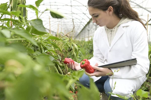 Giovane Agronomo Serra Che Controlla Verdure — Foto Stock