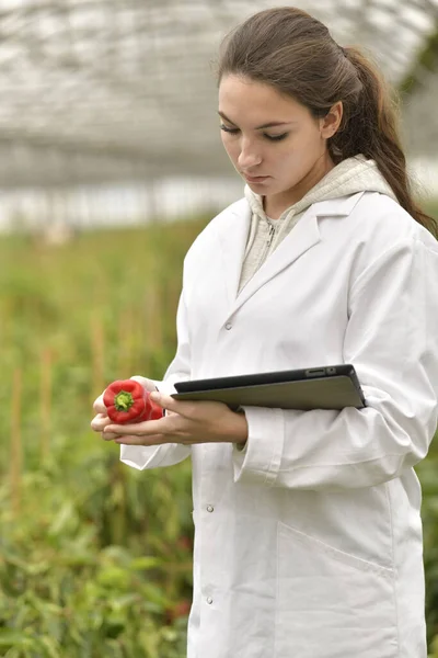 Young Agronomist Greenhouse Controlling Vegetables — Stock Photo, Image