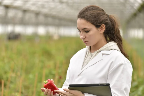 Joven Agrónomo Invernadero Controlando Hortalizas — Foto de Stock