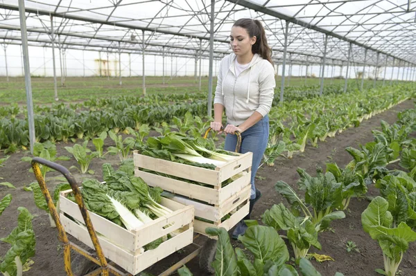 Aprendiz Invernadero Recogiendo Verduras —  Fotos de Stock