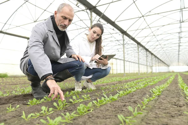 Apprendista Serra Conoscere Agricoltura Biologica — Foto Stock