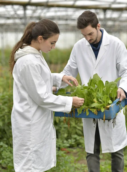 Aprendiz Plantas Control Invernadero —  Fotos de Stock