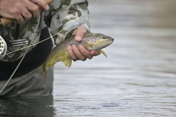 Vangst Van Een Mooie Bruine Forel Met Vlieg — Stockfoto