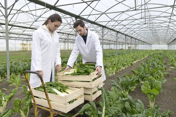 Apprendista Nelle Piante Controllo Della Serra — Foto Stock